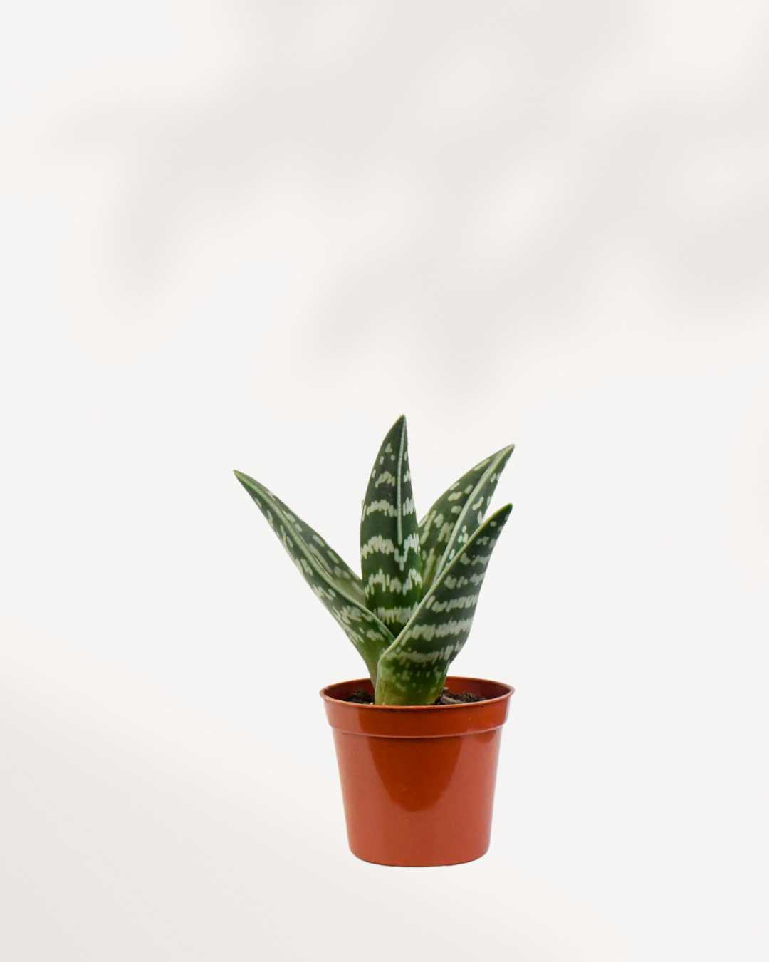 Aloe Pheasant Breast – The Botanical Market