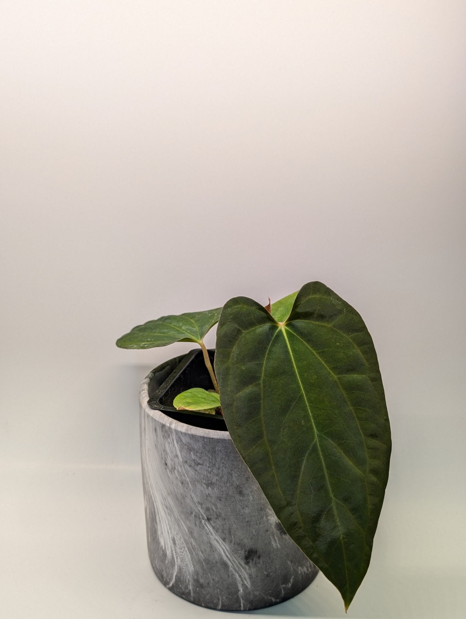 besseae anthurium Anthurium (Besseae "Spider" x BVEP) x (FSRL x FS S1) – The Botanical Market