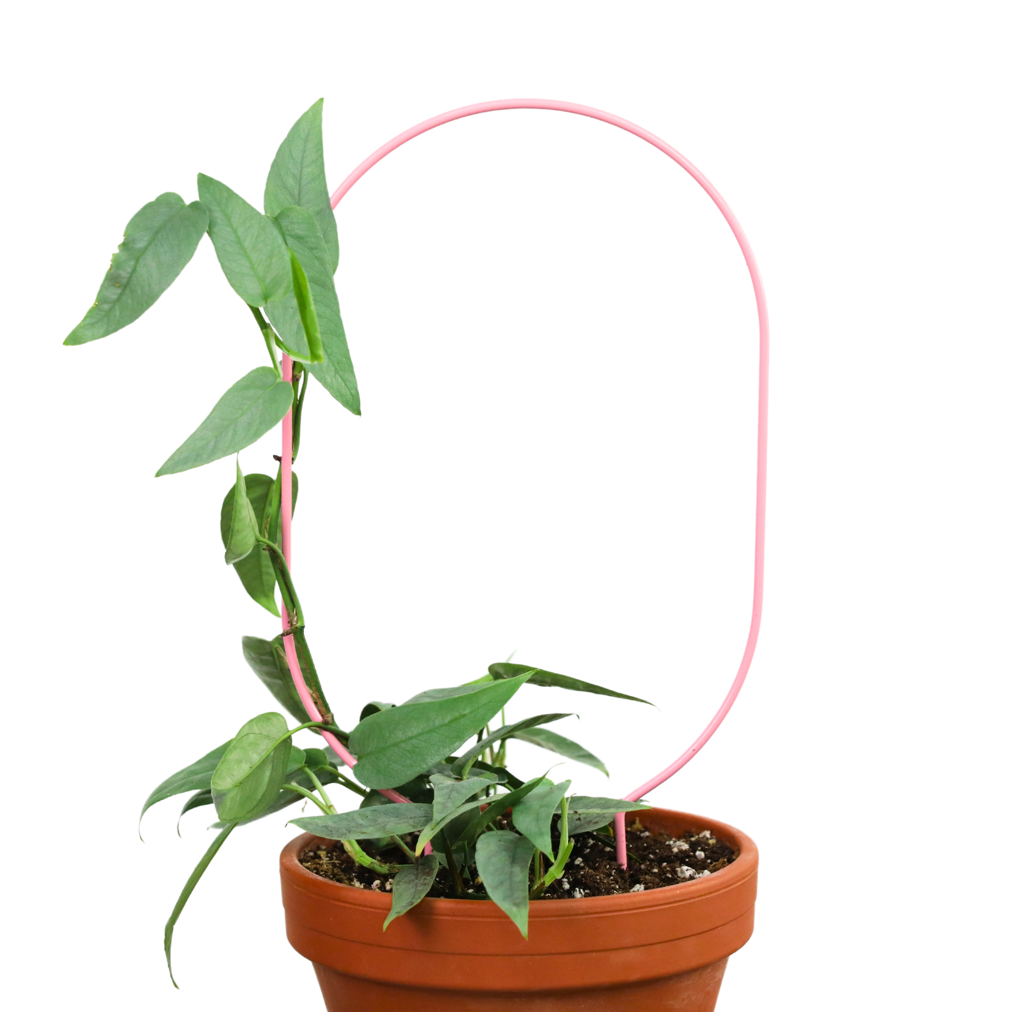 Choosing the Right Support for Your Houseplants: Moss Pole, Trellis, or Free-Flowing Growth