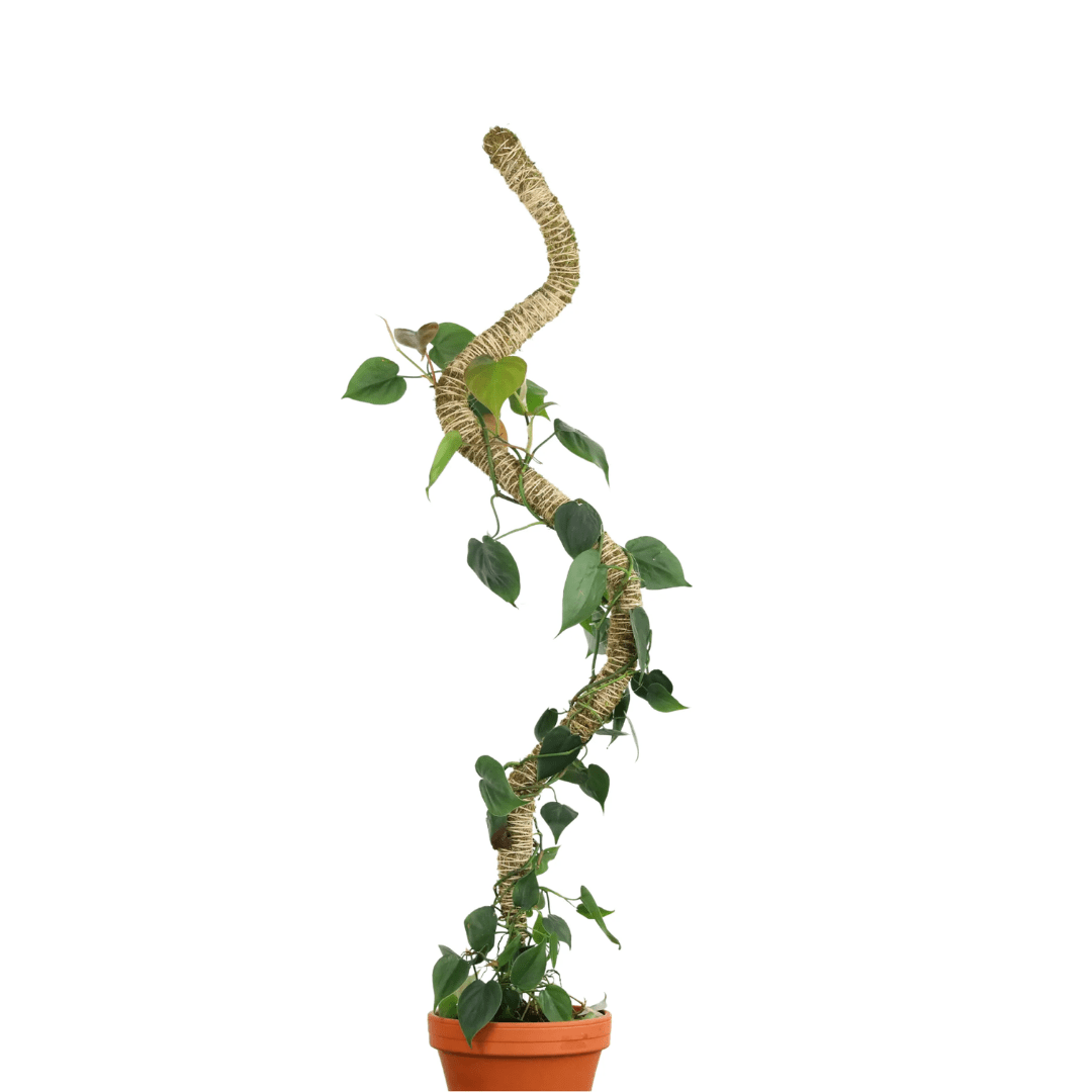 Plant Supports