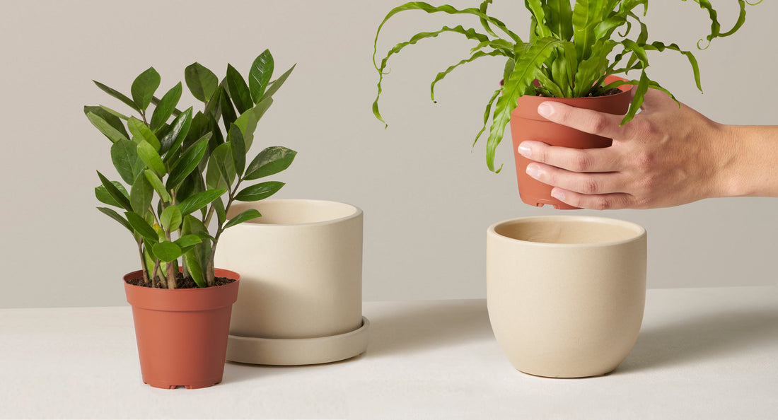 Plant Pots