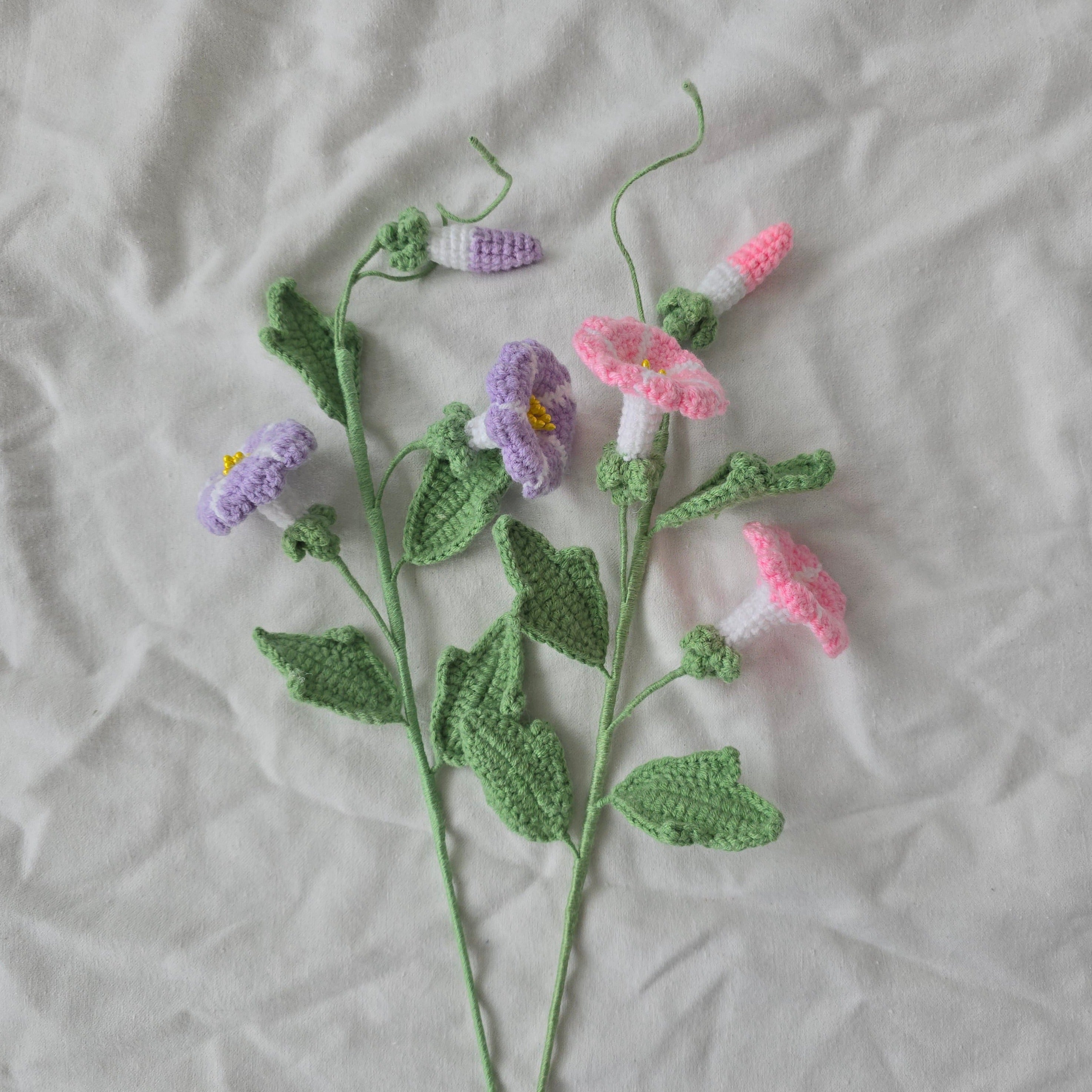 Morning Glory