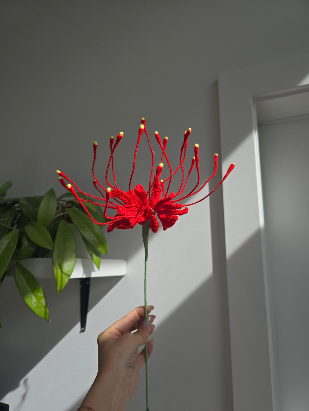 Spider Lily