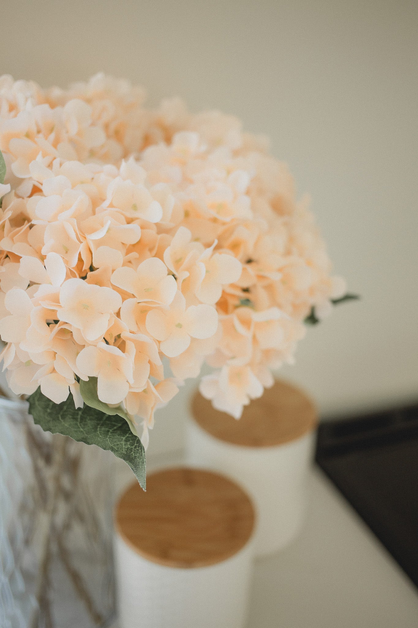 Hydrangea