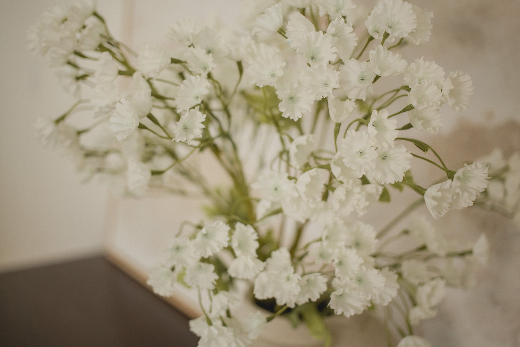 Gypsophila Elegan- Babies breath
