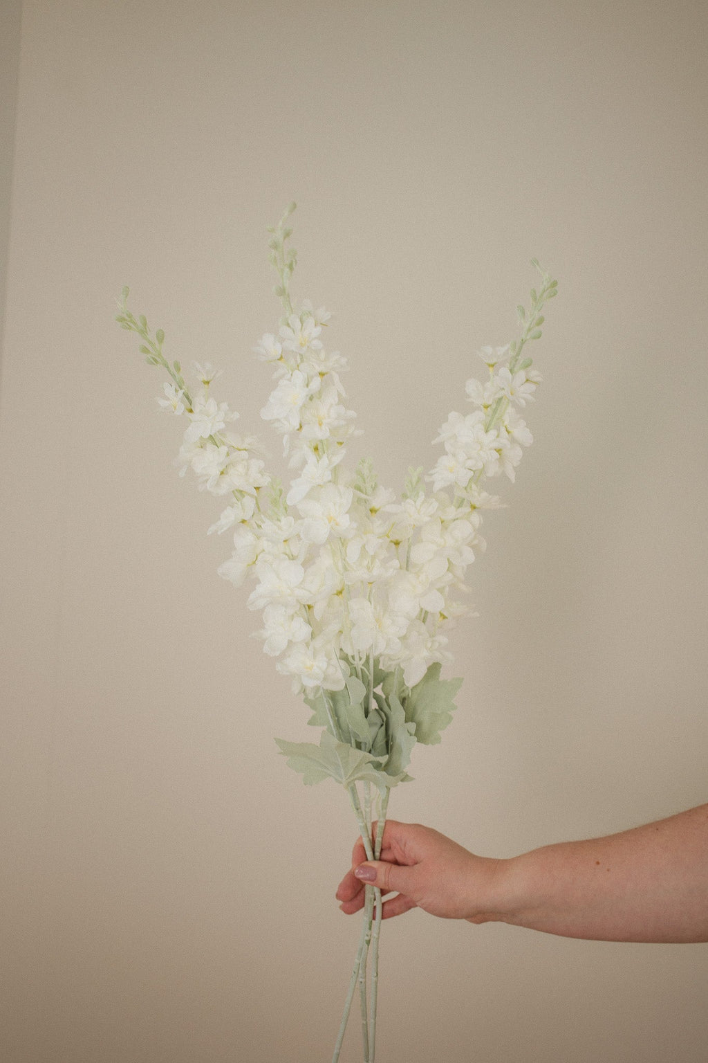 Pearl Polianthes