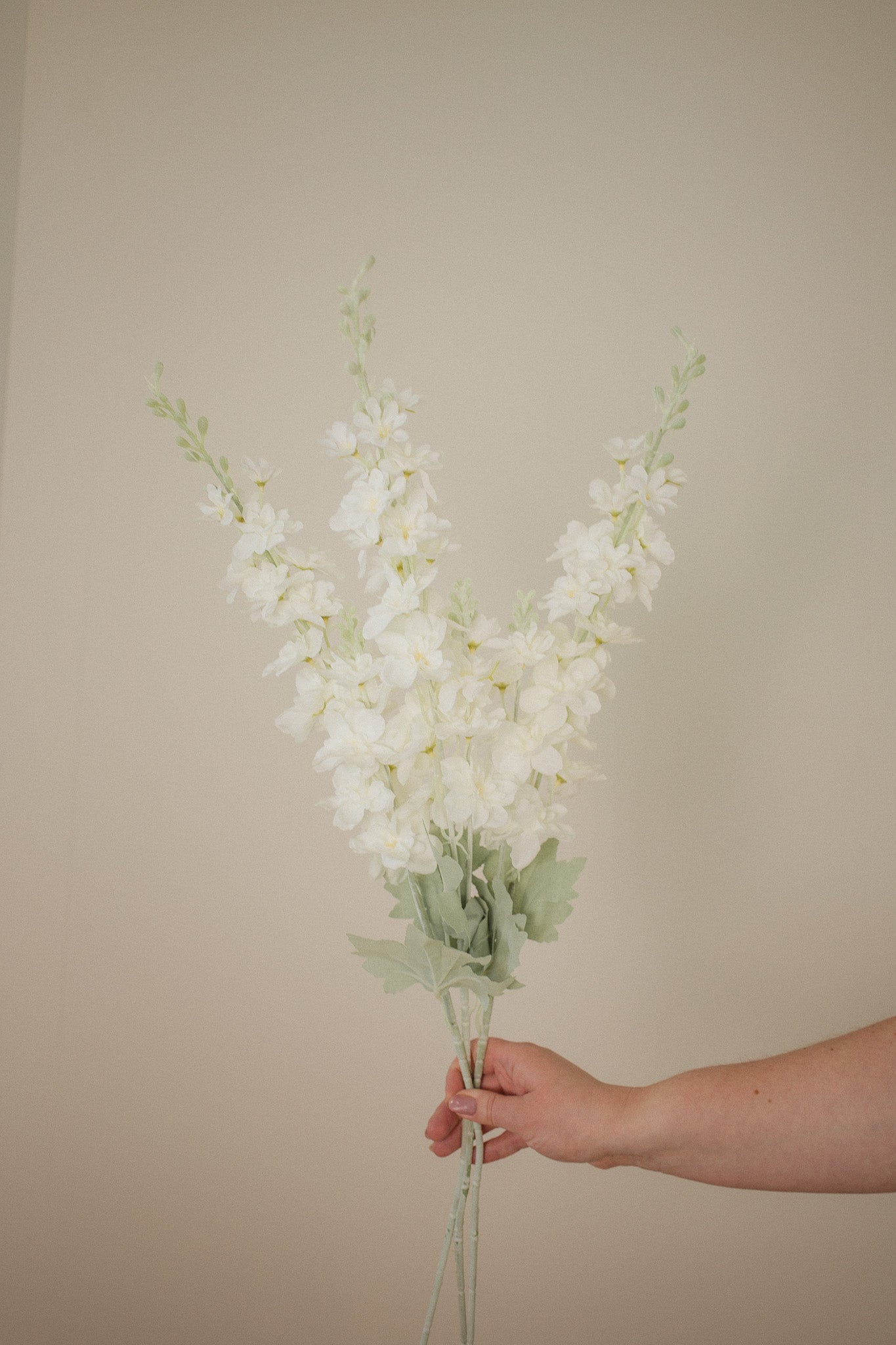 Pearl Polianthes