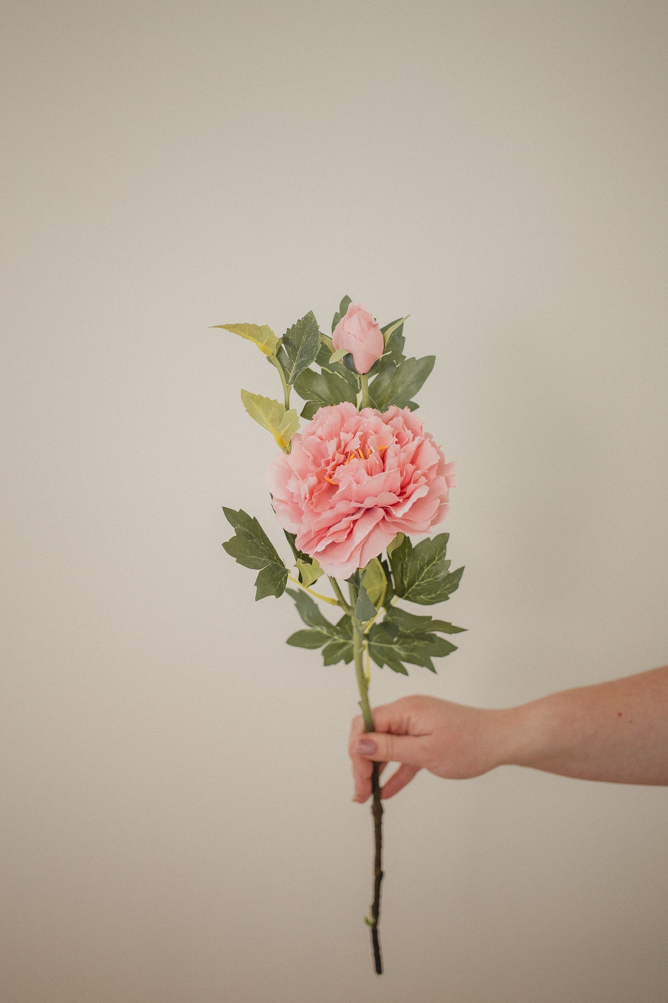Mountain Peony
