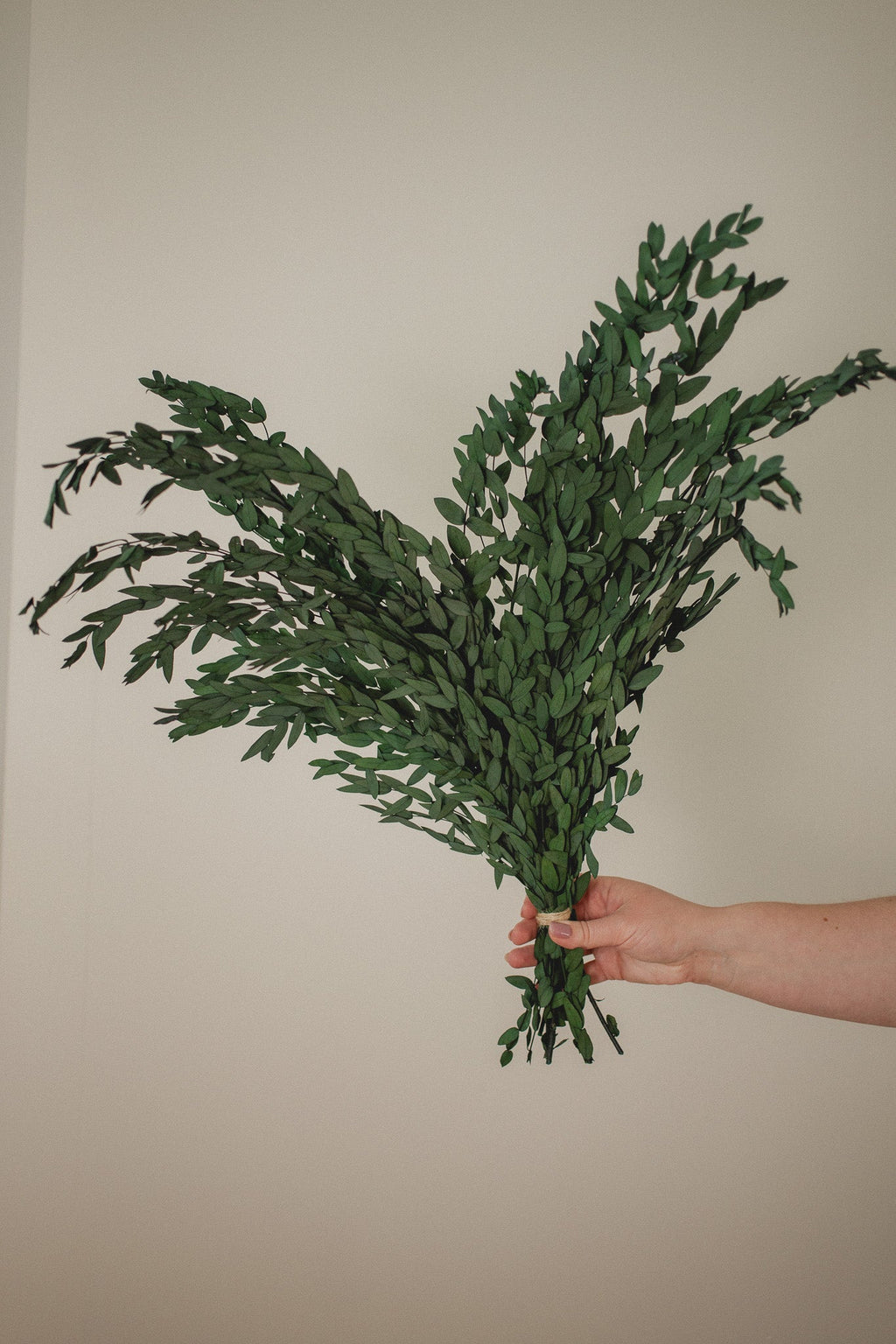 Short Willow Eucalyptus (Parvifolia) | Preserved