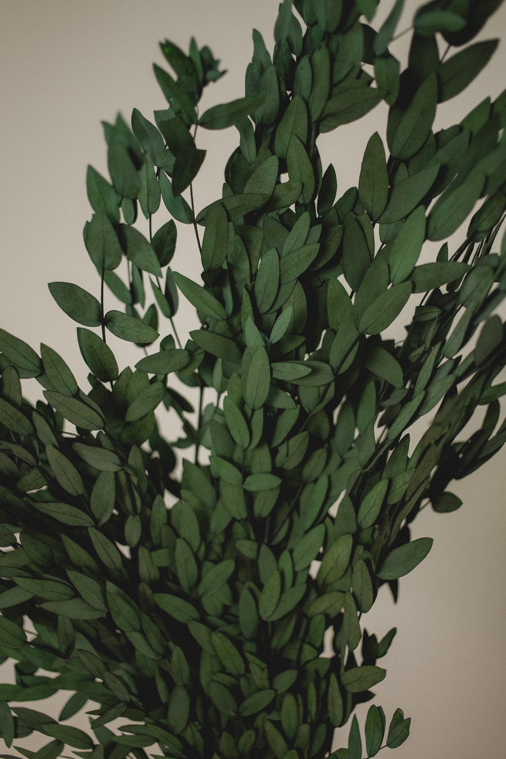 Short Willow Eucalyptus (Parvifolia) | Preserved