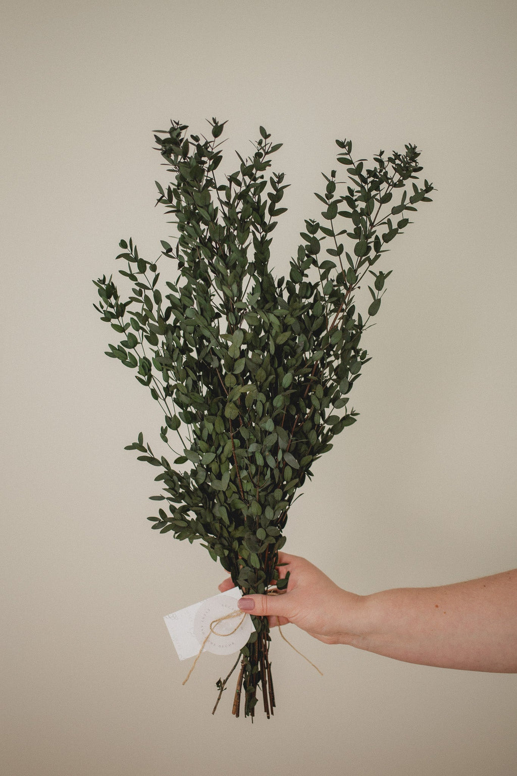 Italian Short Willow (Parvifolia)