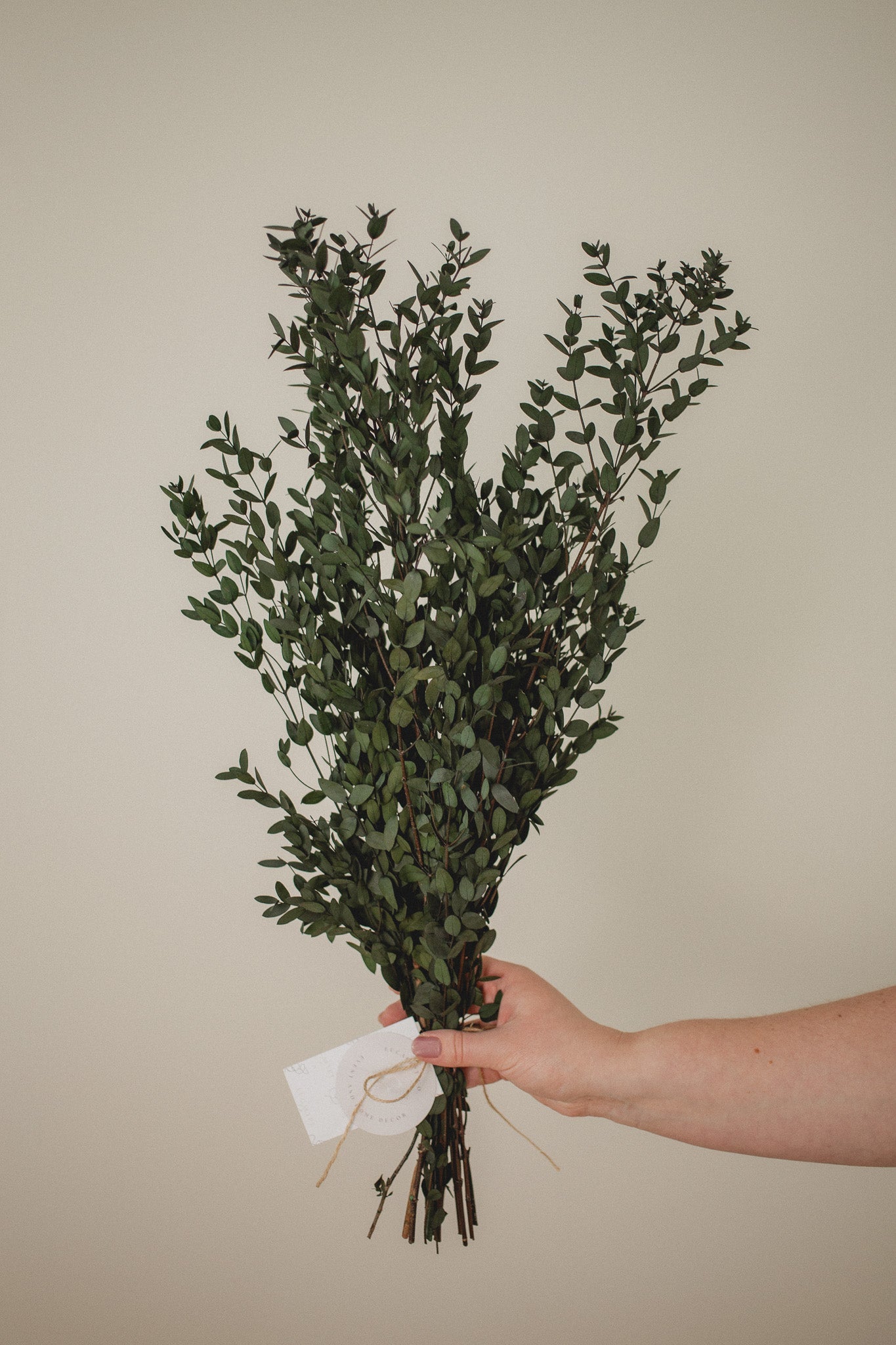 Italian Short Willow (Parvifolia)