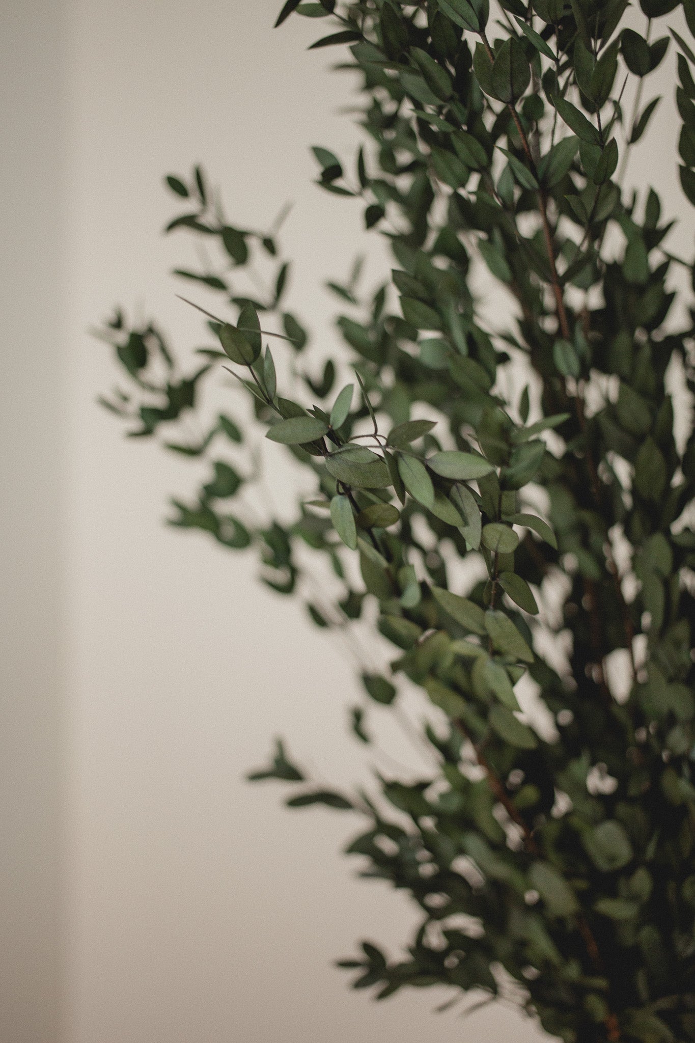 Italian Short Willow (Parvifolia)
