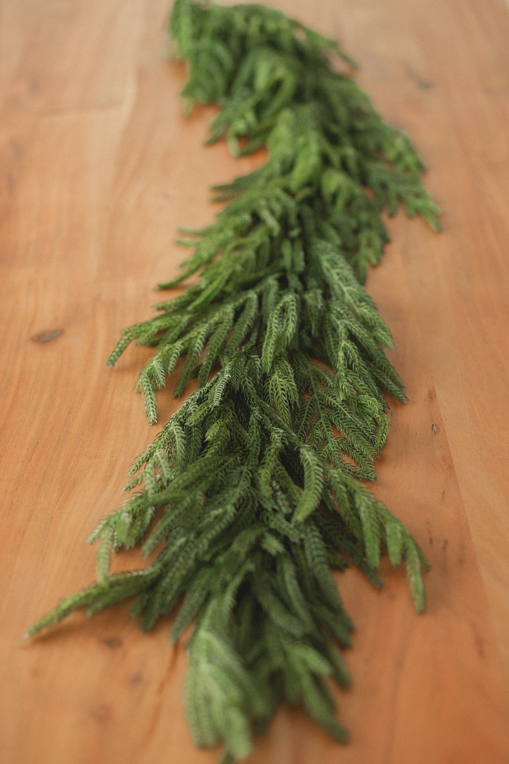 Norfolk Pine | Garland