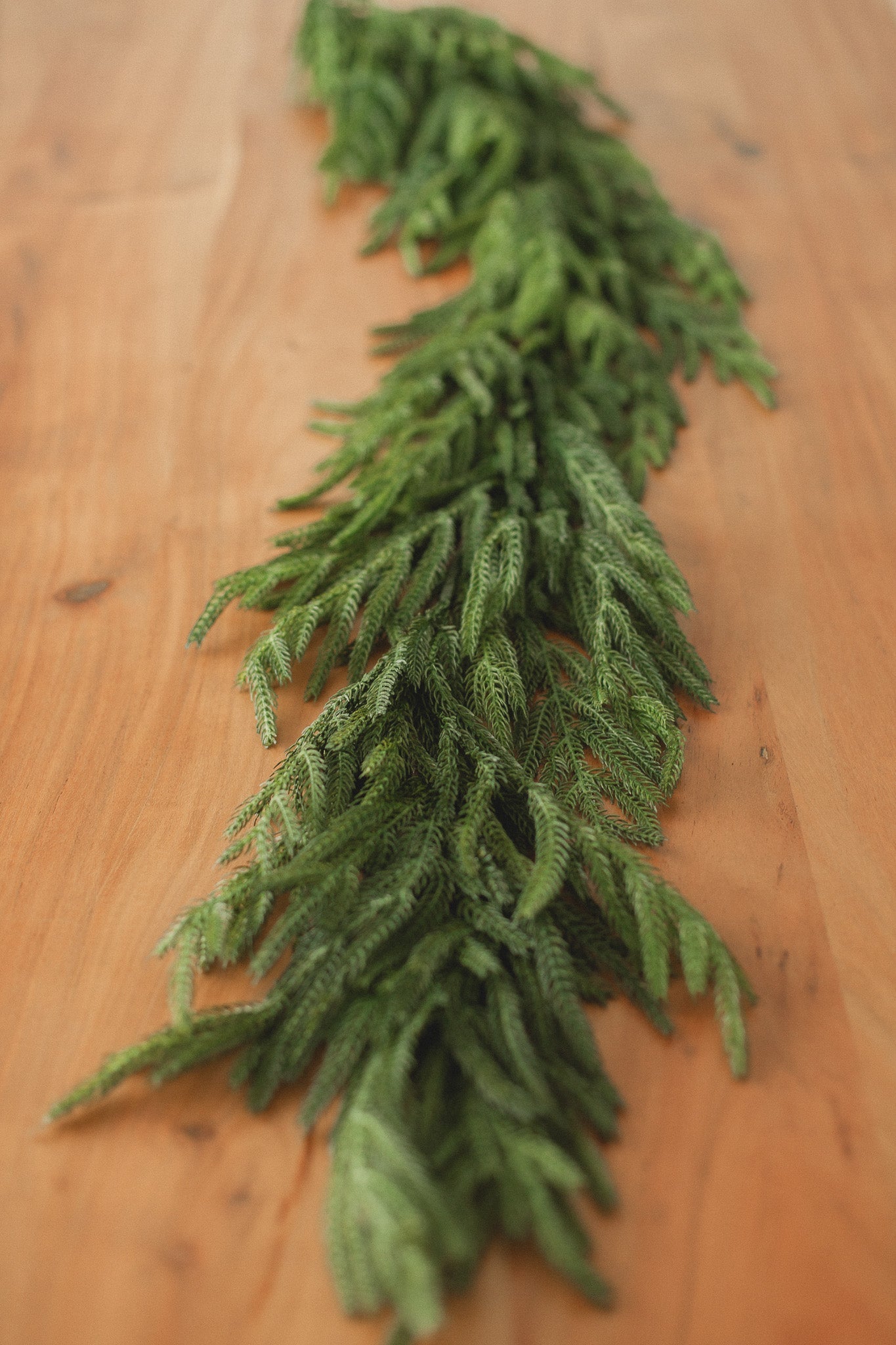 Norfolk Pine | Garland