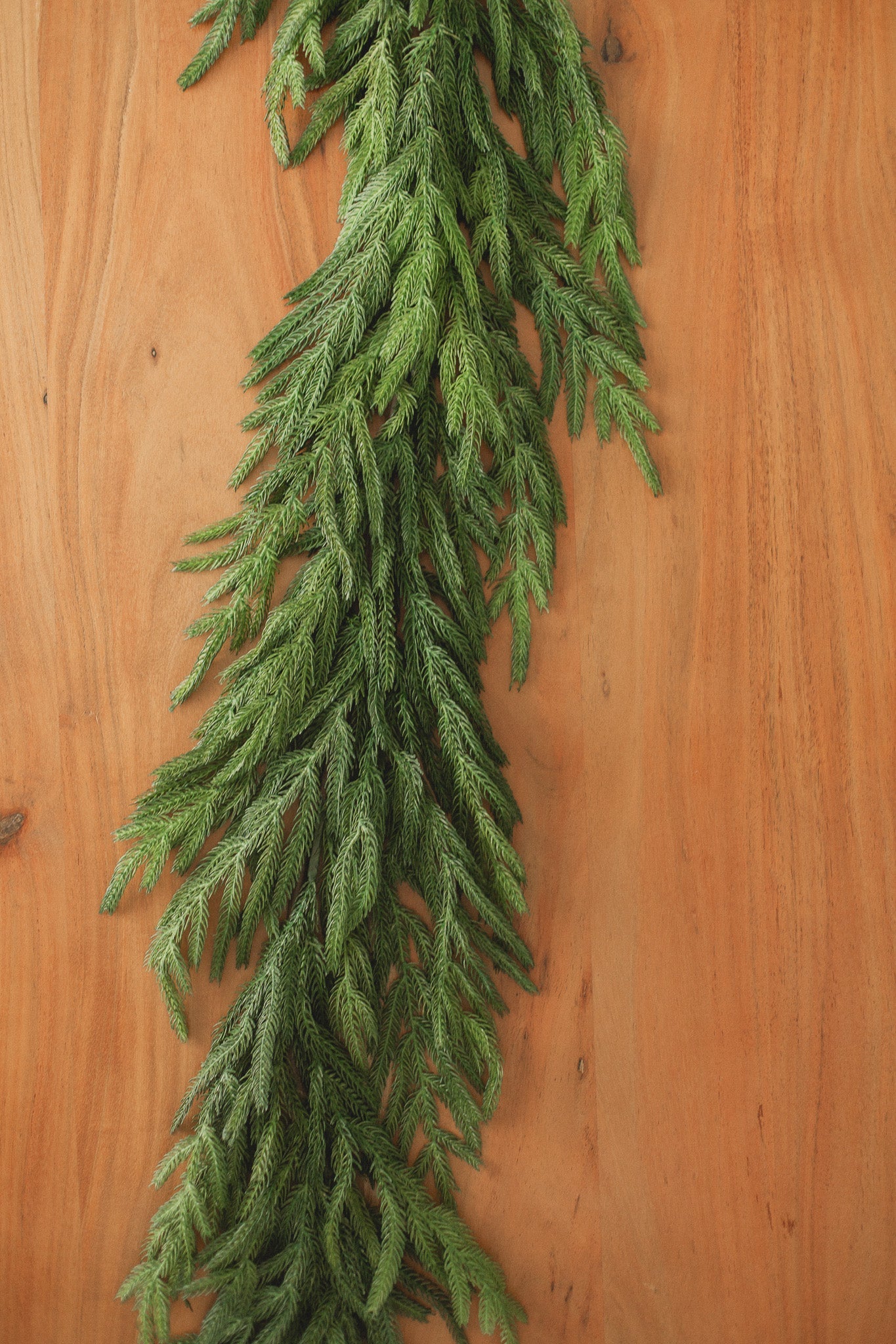 Norfolk Pine | Garland