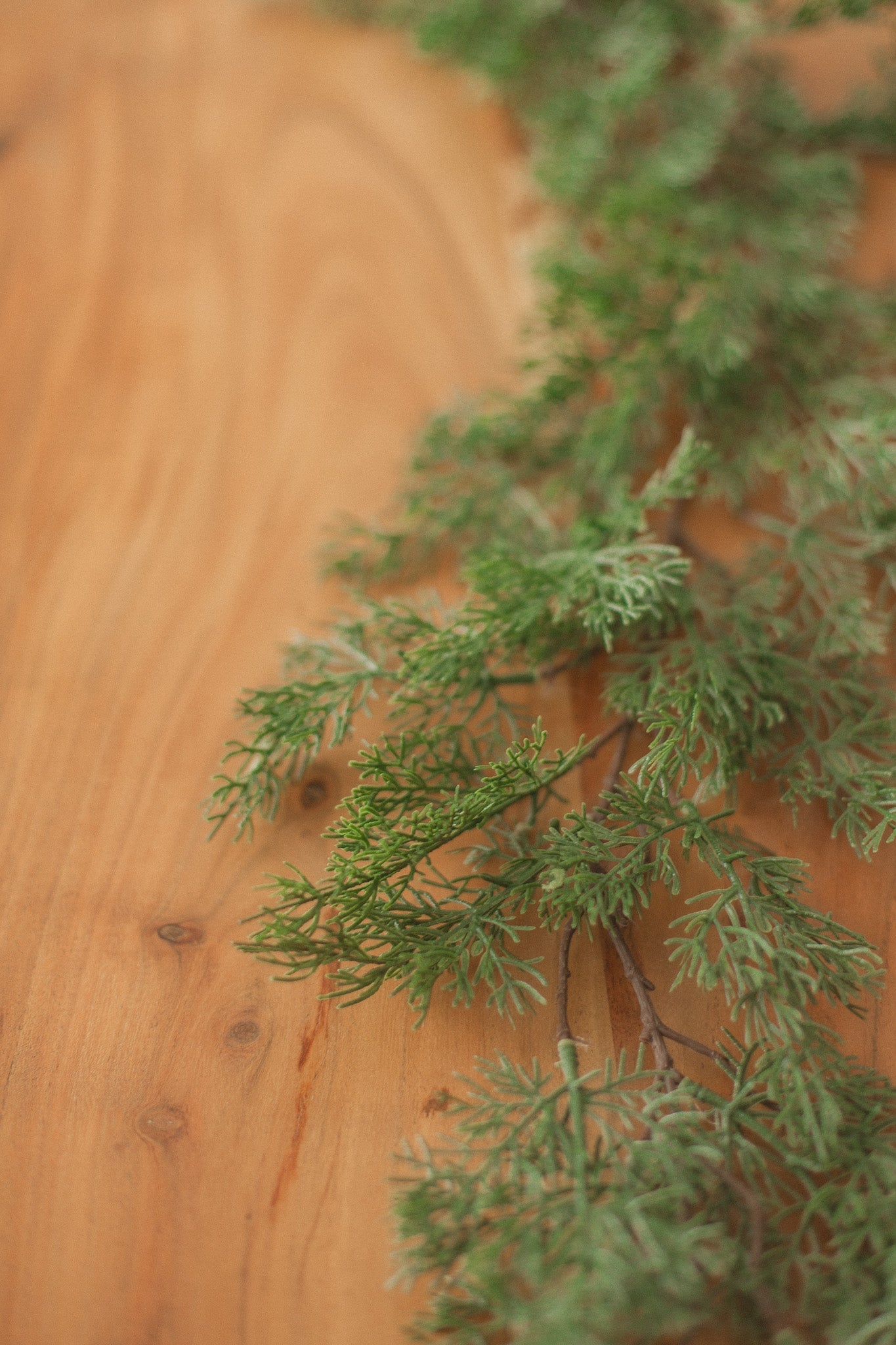 Cypress Pine | Garland