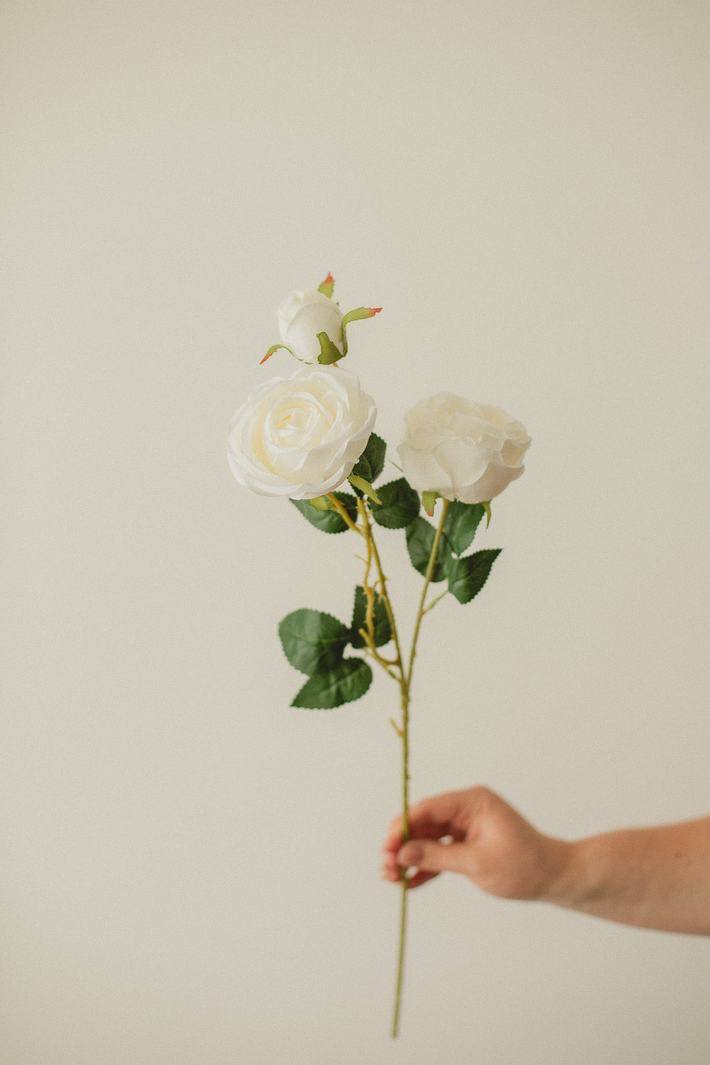 Italian Rose