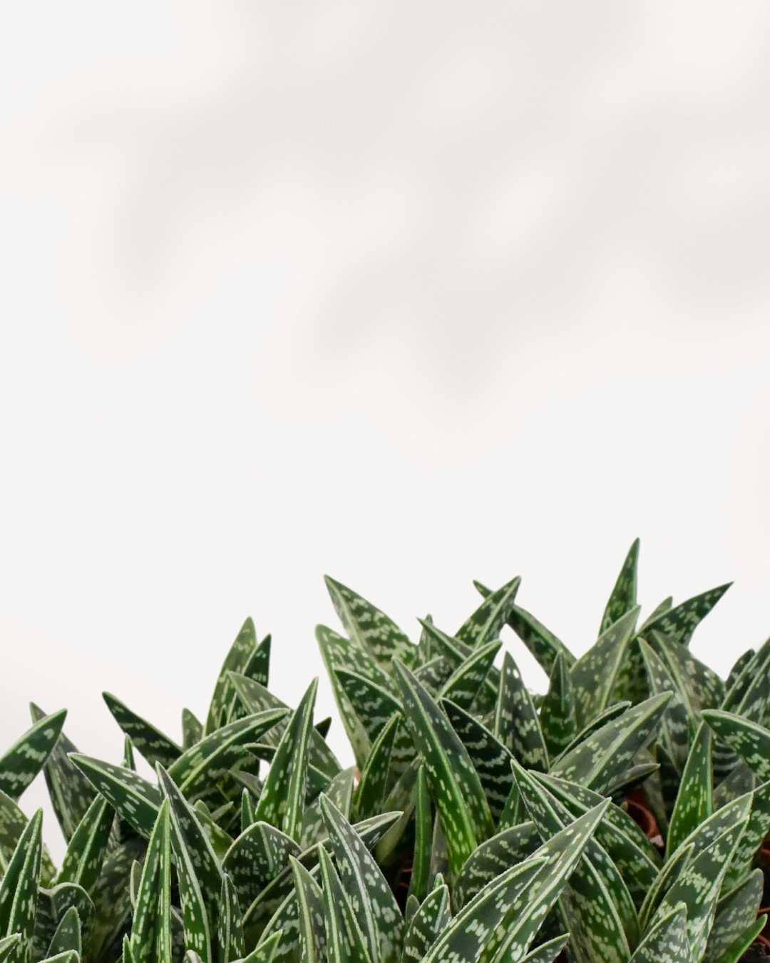 Aloe Pheasant Breast