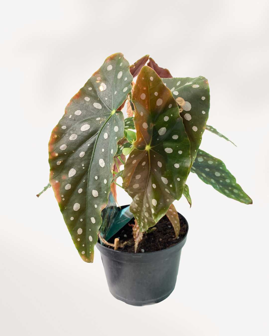 Begonia Maculata
