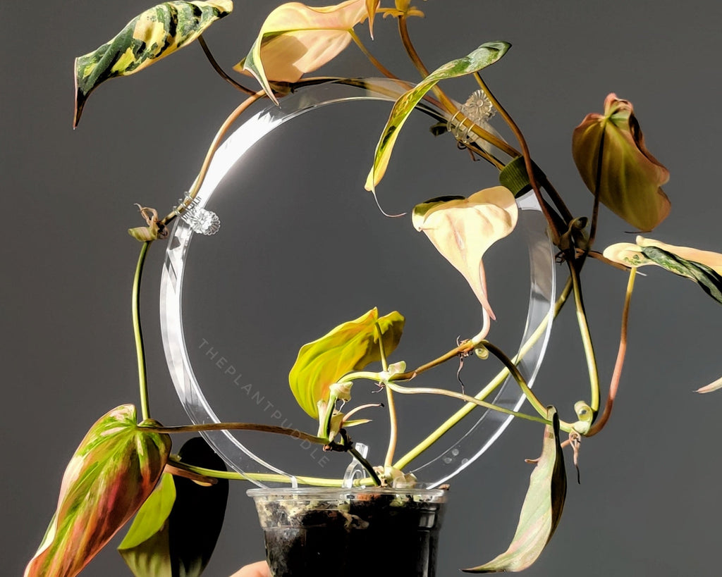 Circle Trellis | Super Clear and Durable