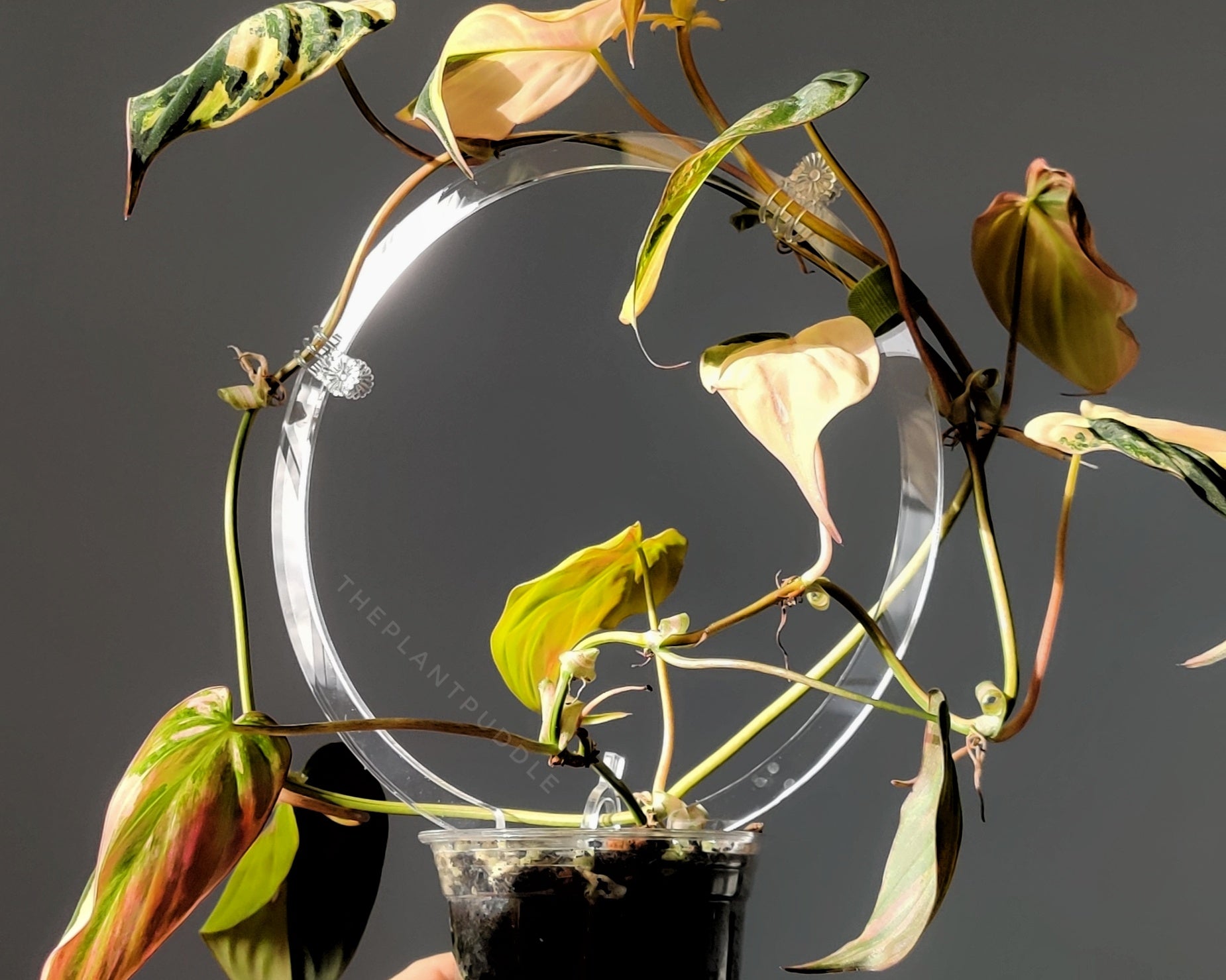 Circle Trellis | Super Clear and Durable