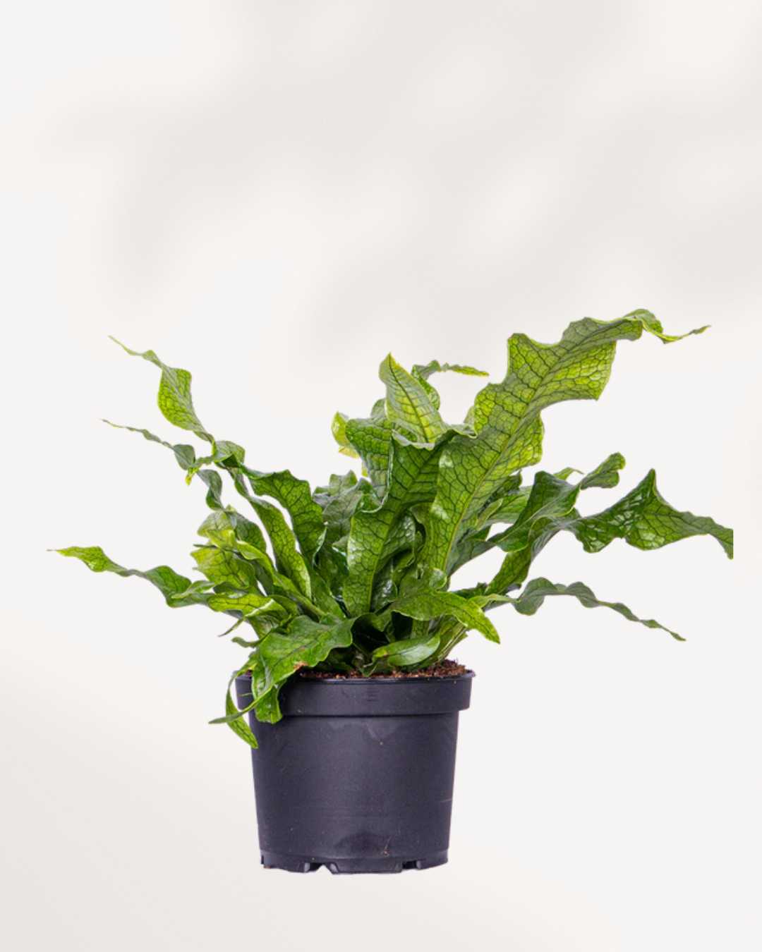 Fern Crocodyllus | Crocodile