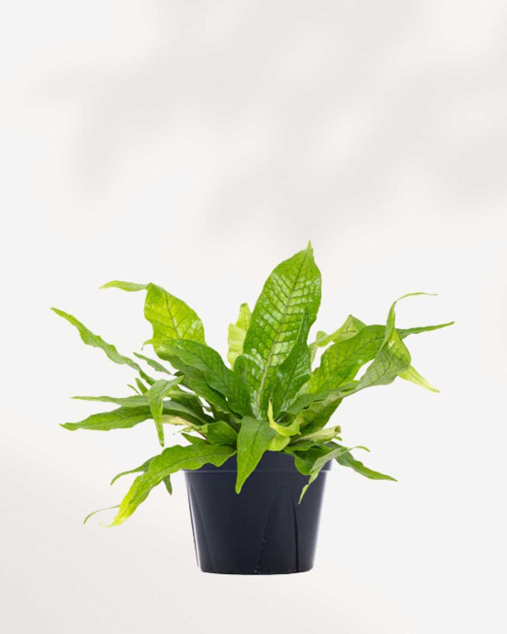 Fern Crocodyllus | Crocodile