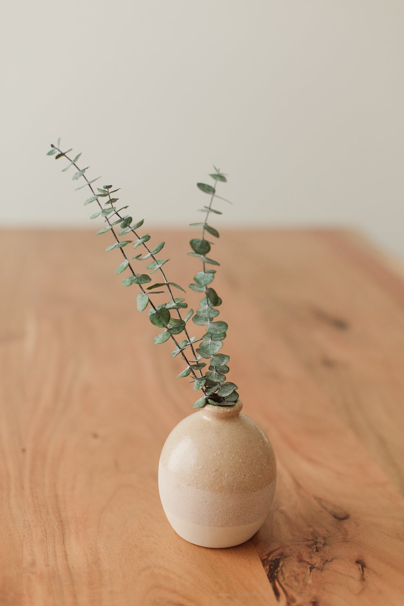 Small Eucalyptus Stems | Preserved