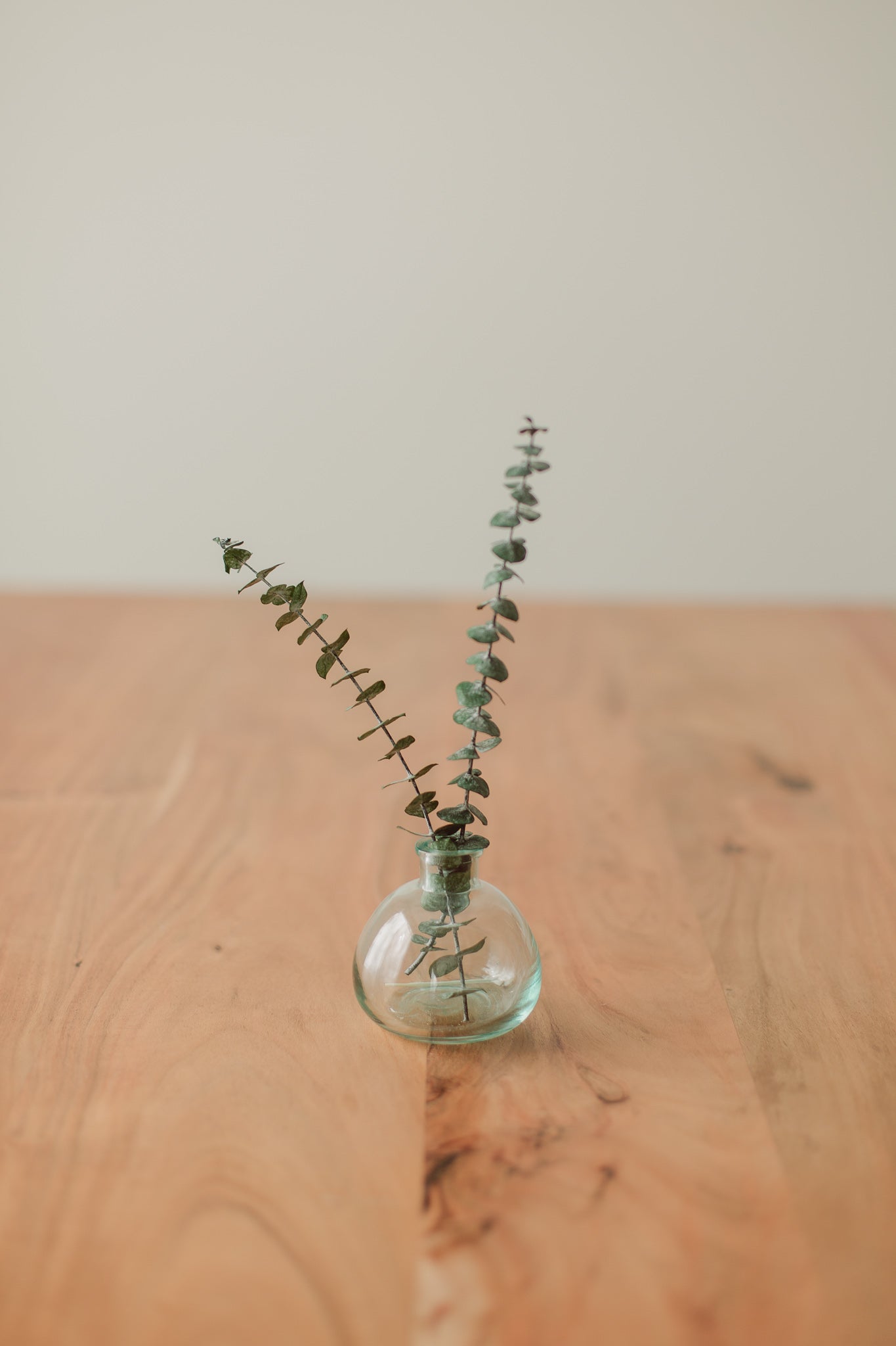 Small Eucalyptus Stems | Preserved