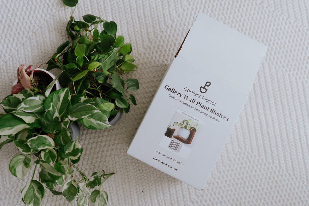 Wall Mounted Solid Wood Plant Shelf | Woodland Brown (Set of 3)