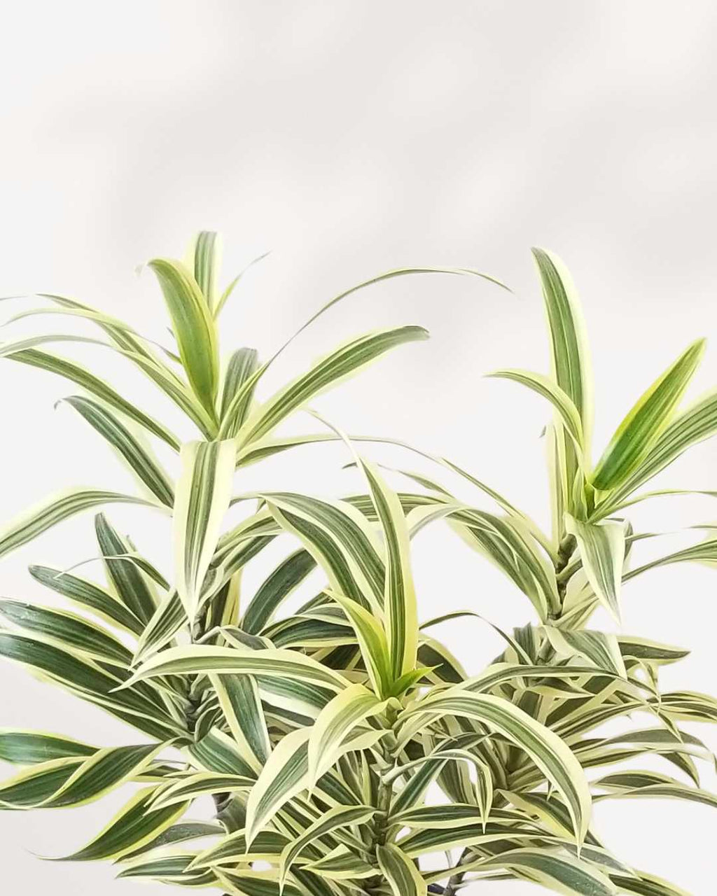 Dracaena Reflexa Song Of India