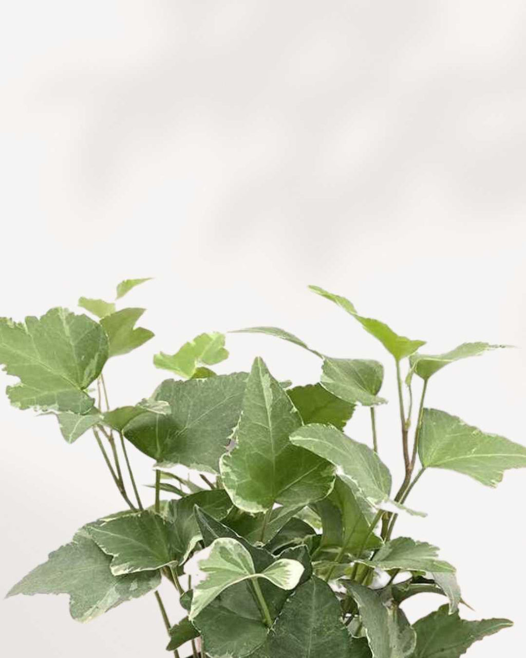 English Ivy Variegated