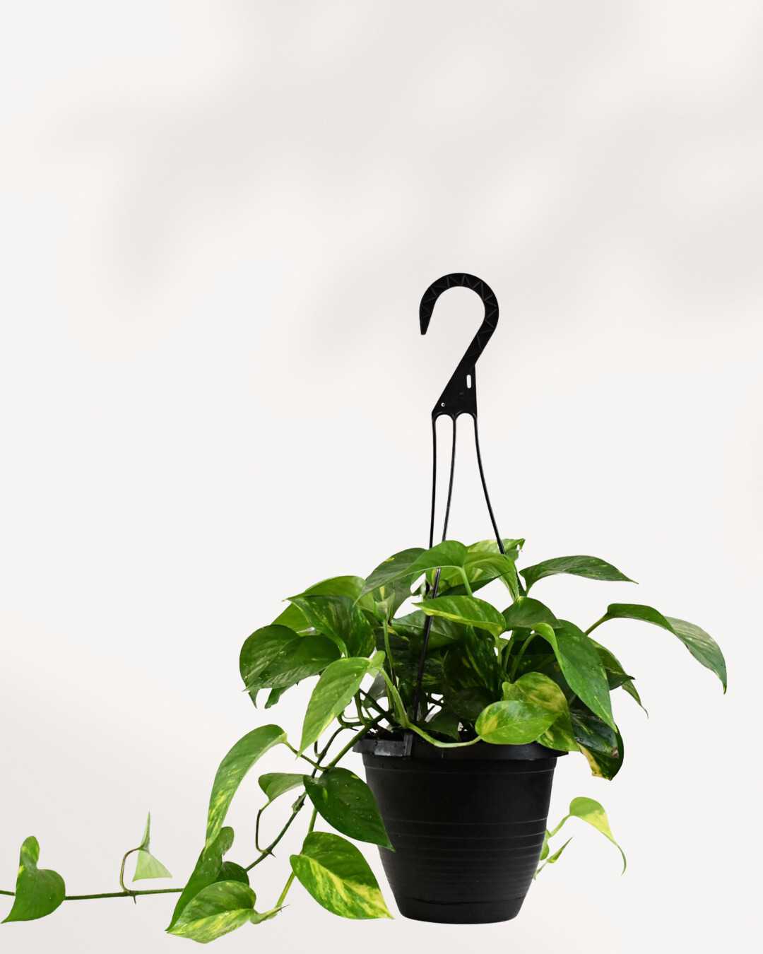 Golden Pothos | Epipremnum Aureum Golden