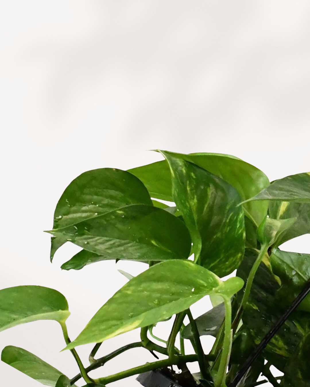 Golden Pothos | Epipremnum Aureum Golden