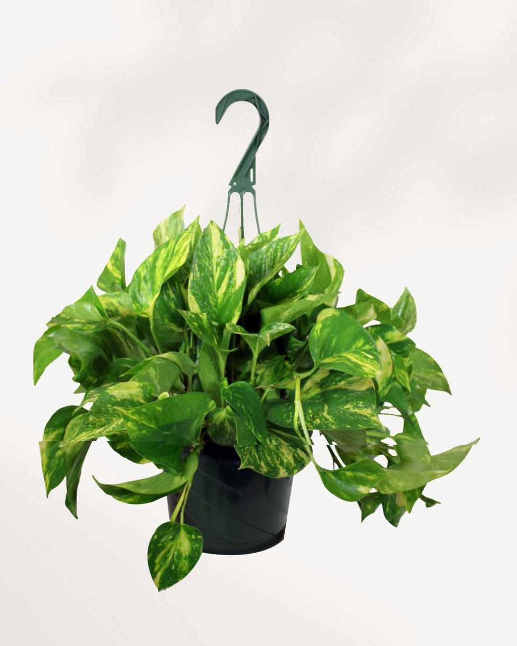 Golden Pothos | Epipremnum Aureum Golden