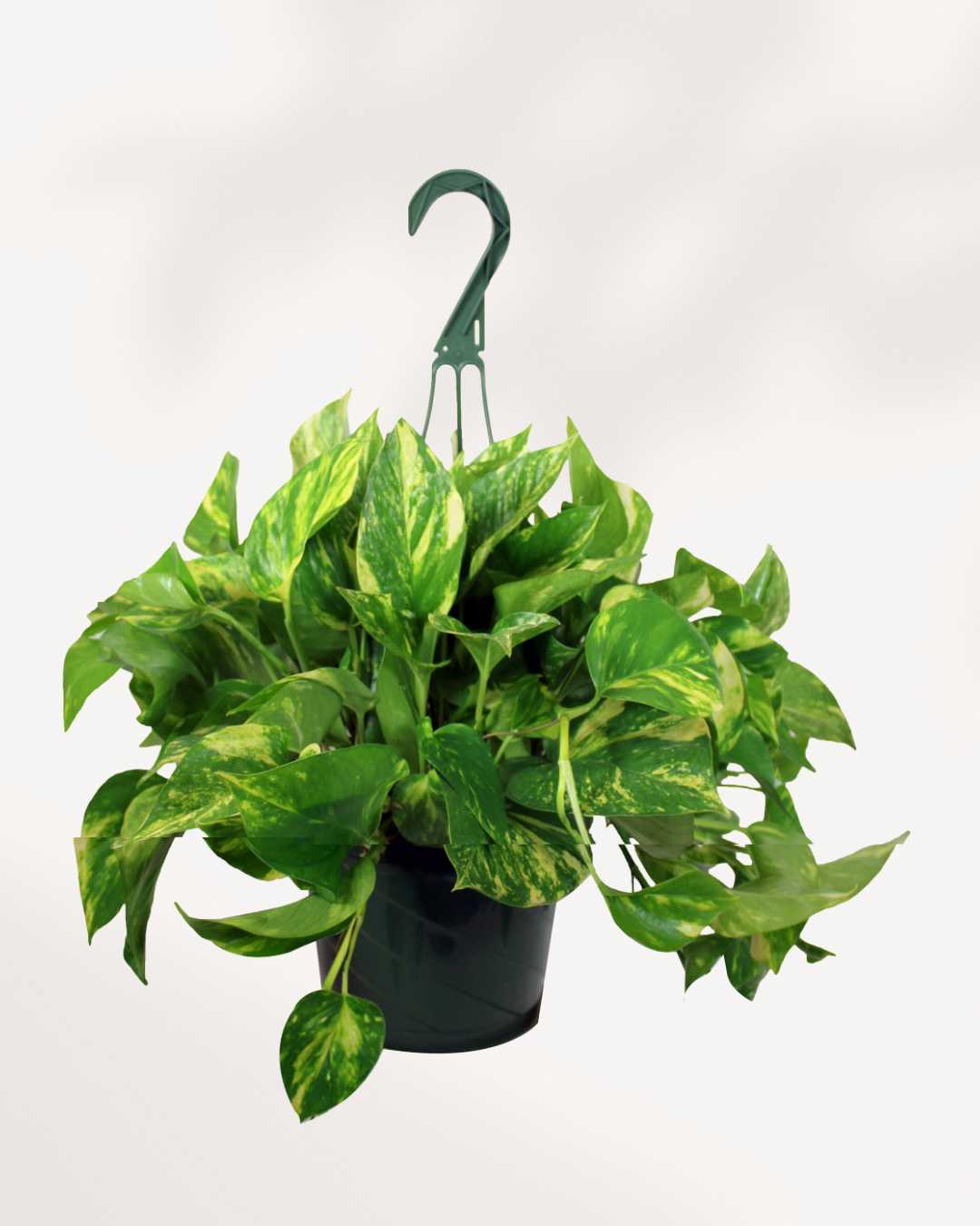 Golden Pothos | Epipremnum Aureum Golden