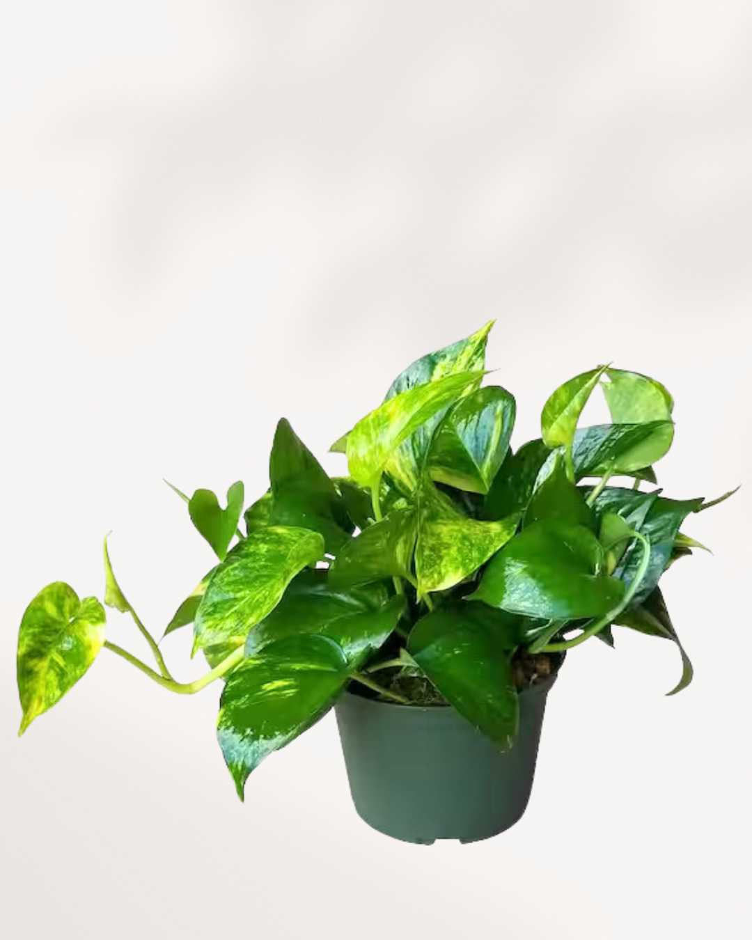 Golden Pothos | Epipremnum Aureum Golden