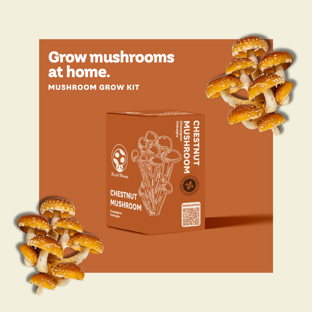 Chestnut | Mushroom Kit