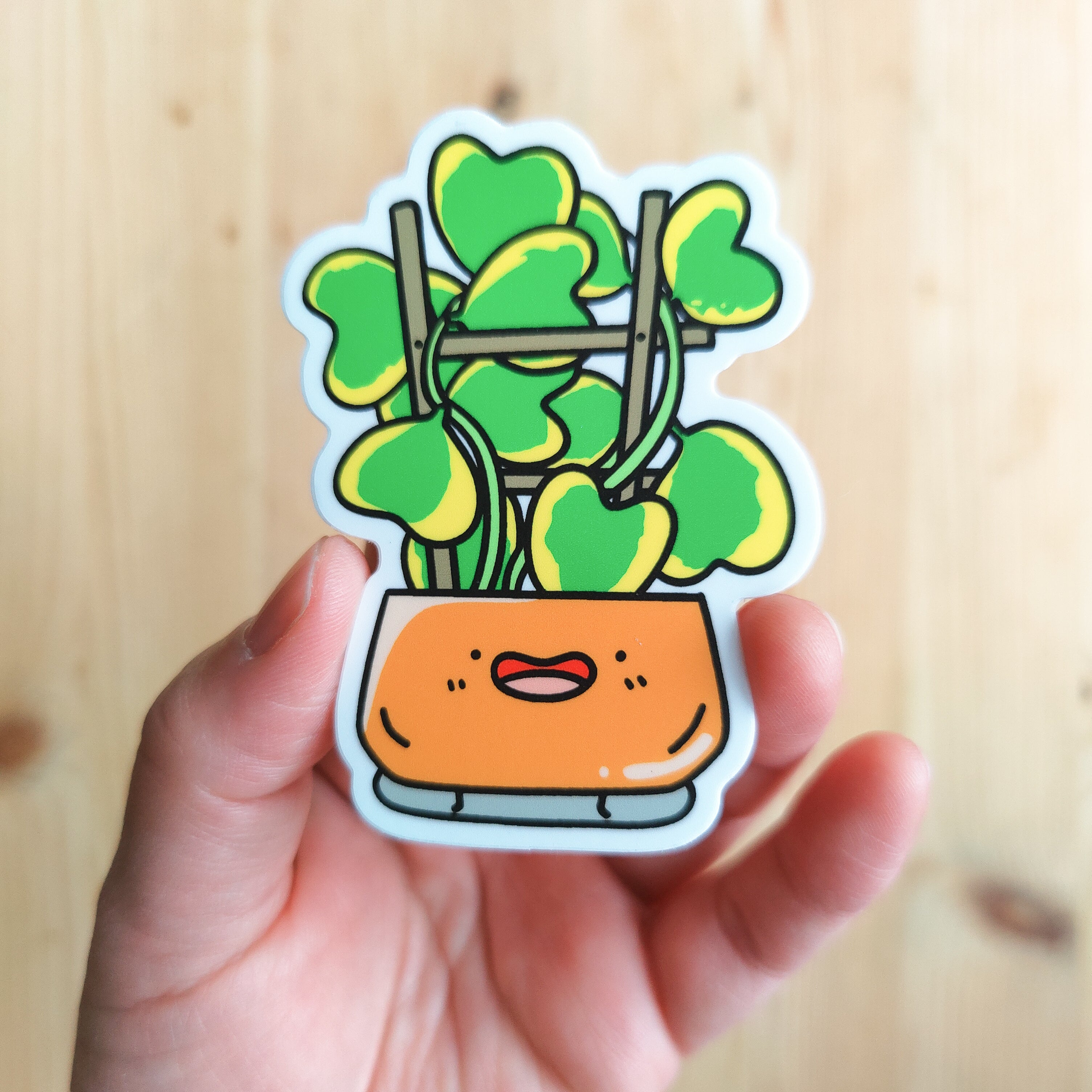 Variegated Hoya Kerrii | Vinyl Sticker