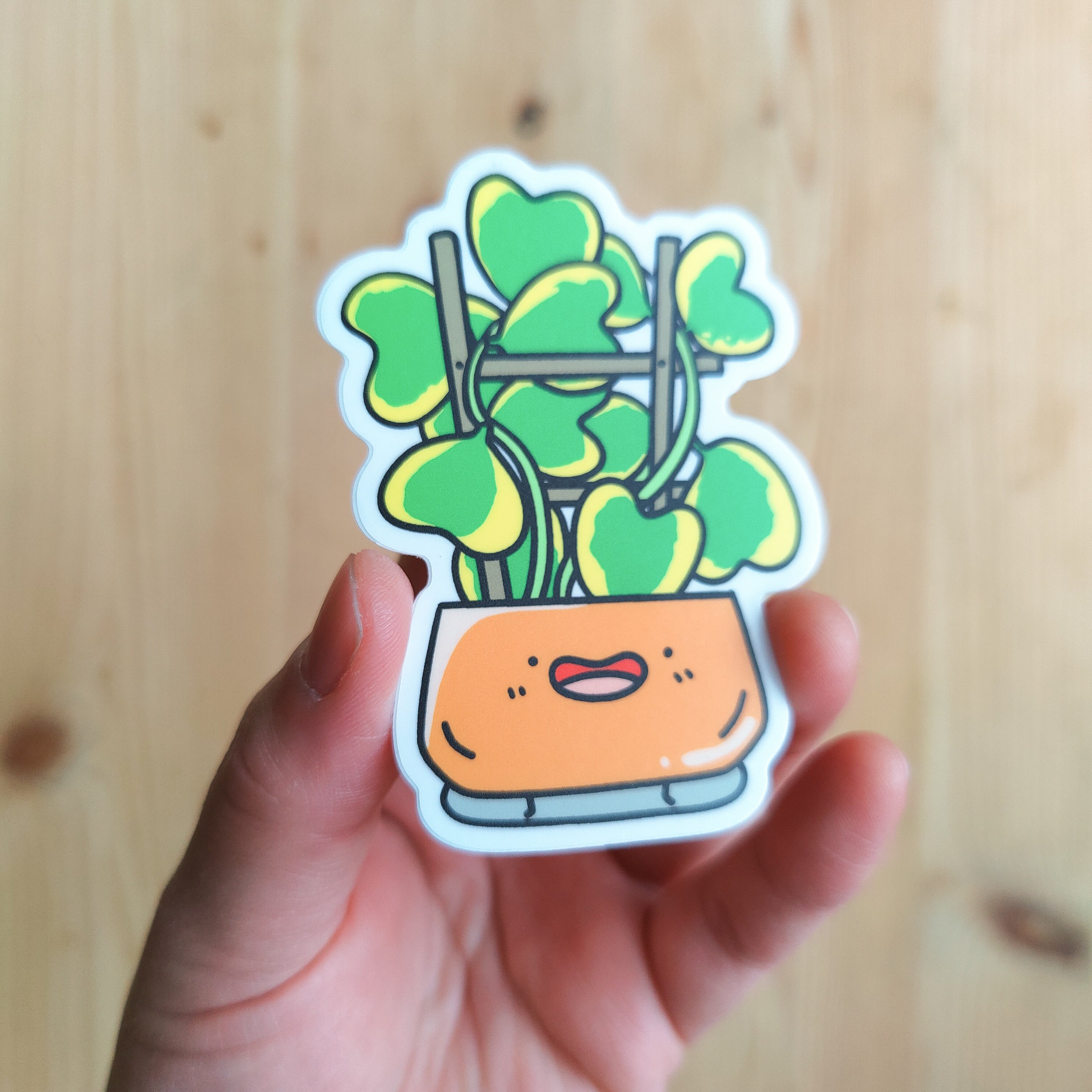 Variegated Hoya Kerrii | Vinyl Sticker