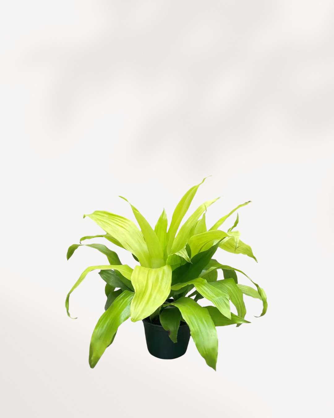 Dracaena Limelight