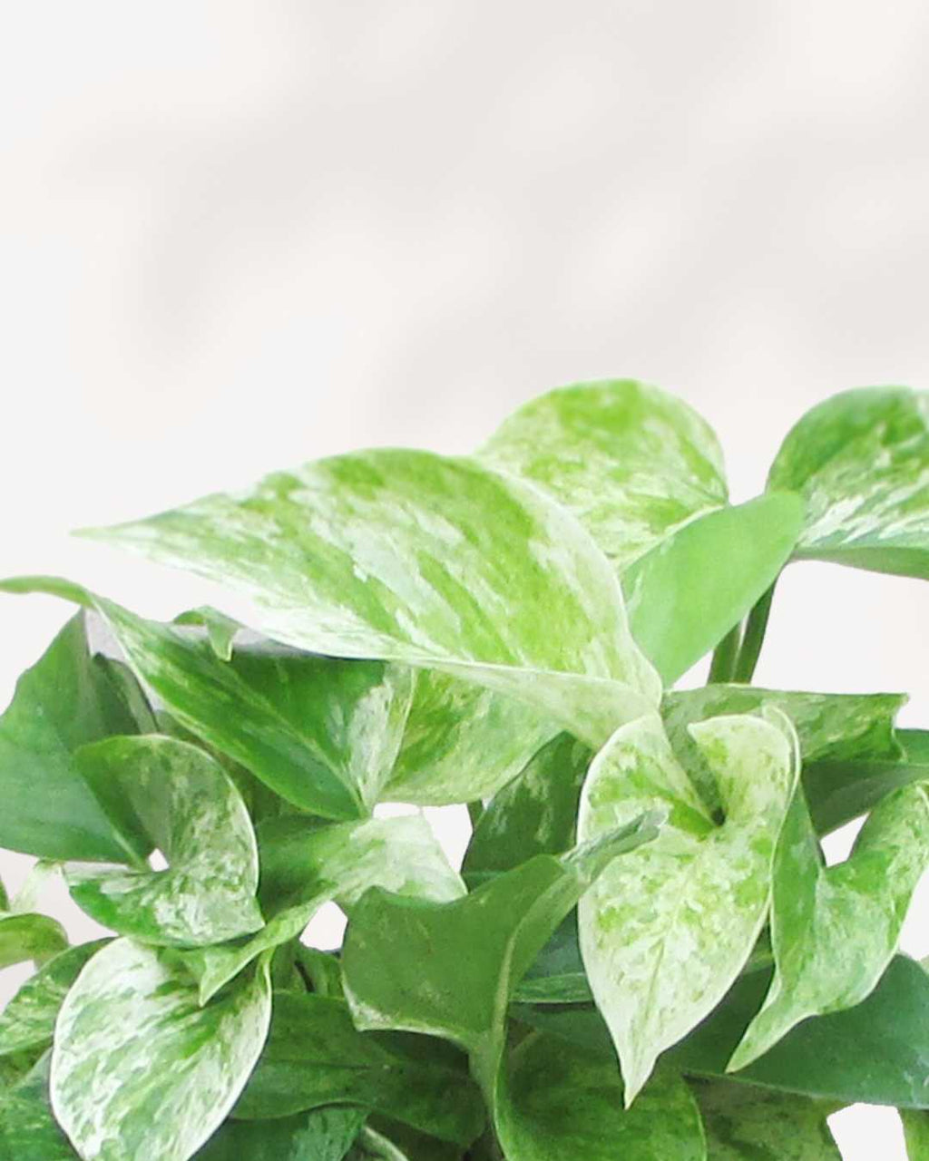 Marble Queen Pothos | Epipremnum Aureum Marble Queen
