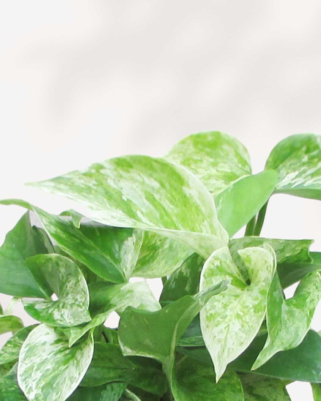 Marble Queen Pothos | Epipremnum Aureum Marble Queen