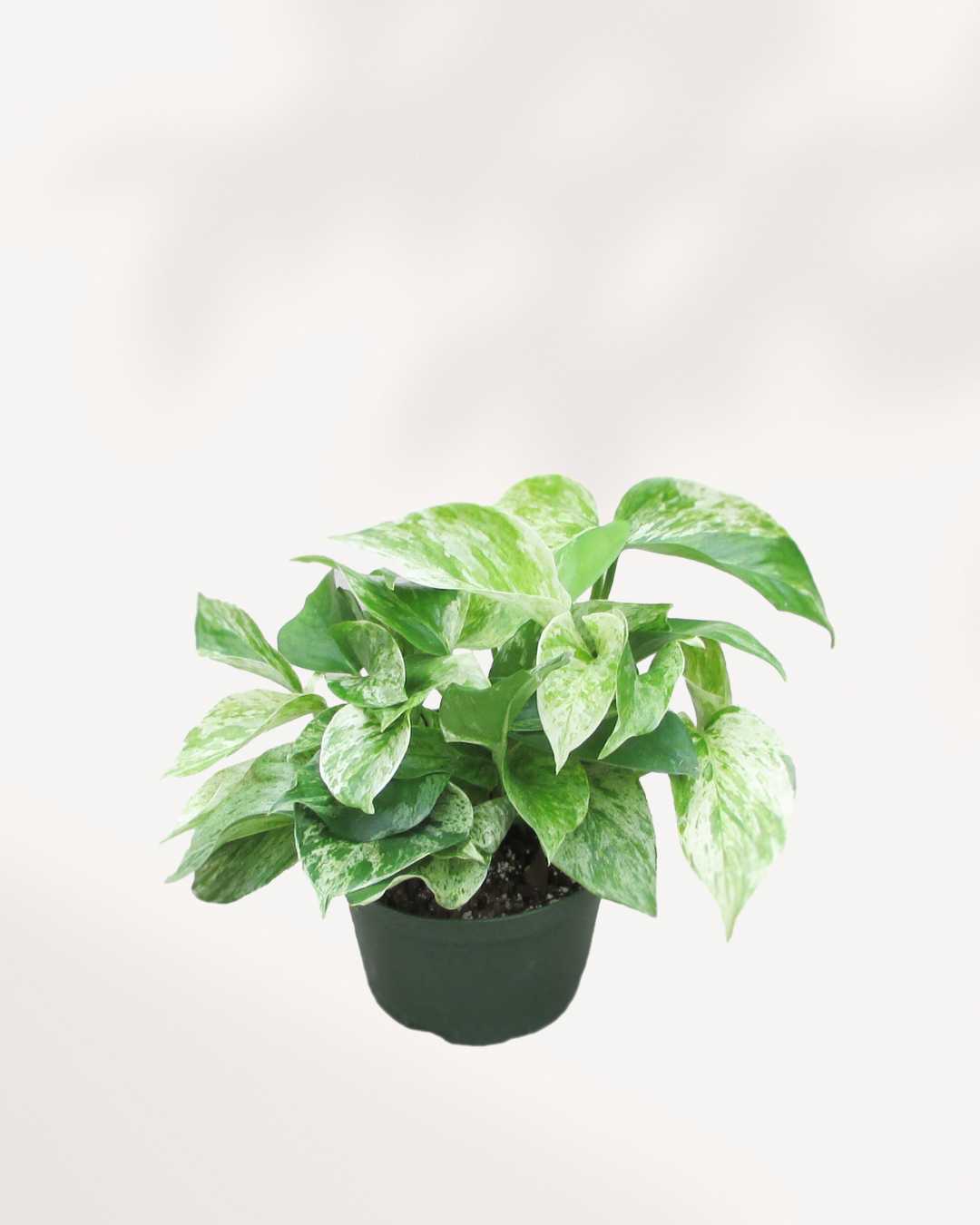 Marble Queen Pothos | Epipremnum Aureum Marble Queen