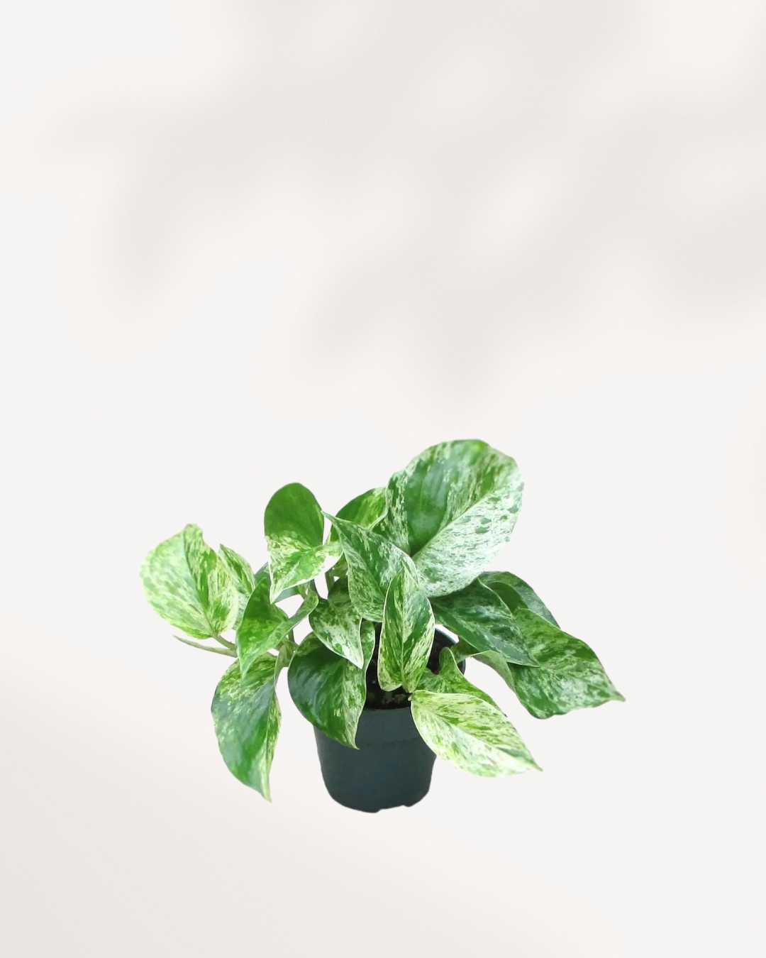 Marble Queen Pothos | Epipremnum Aureum Marble Queen