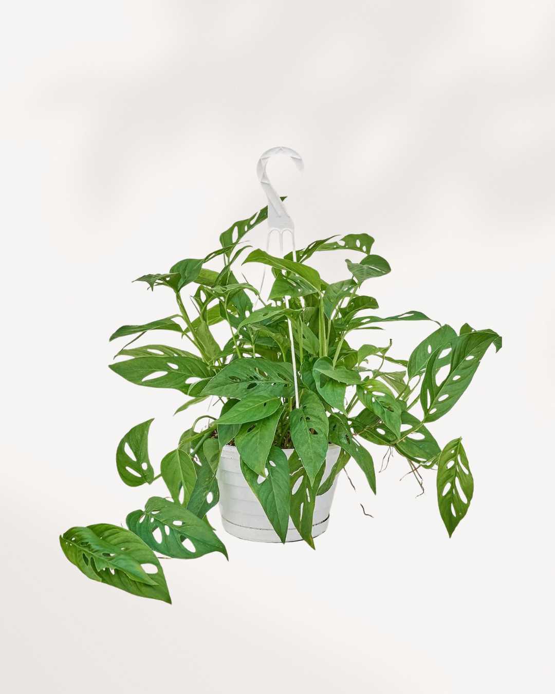 Monstera Adansonii | Swiss Cheese Plant