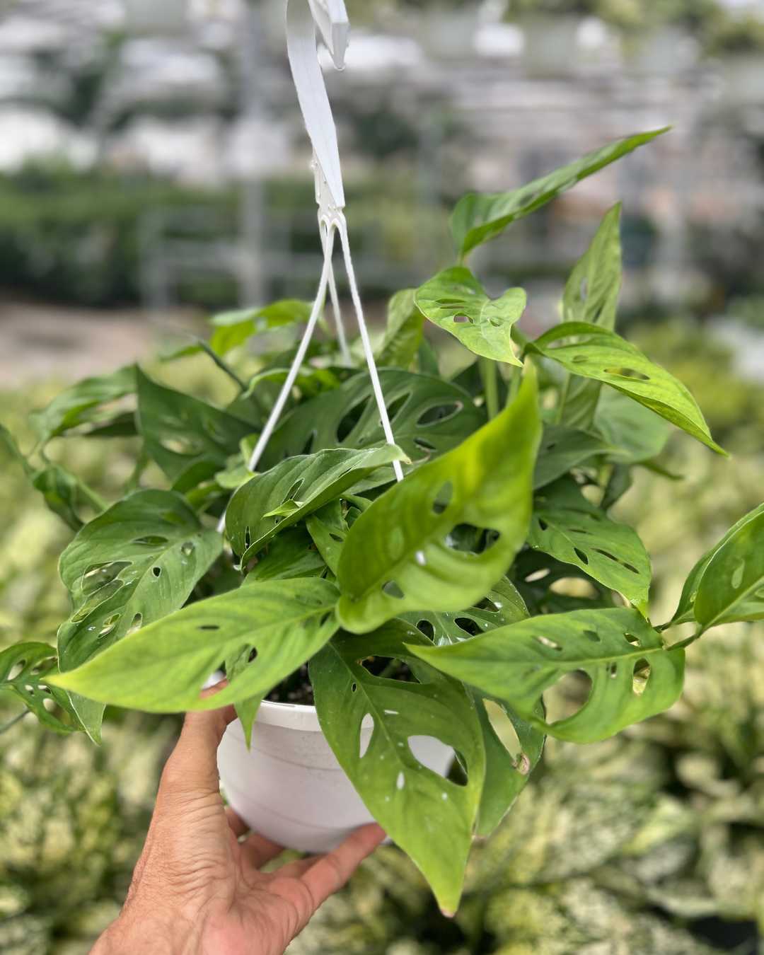 Monstera Adansonii | Swiss Cheese Plant