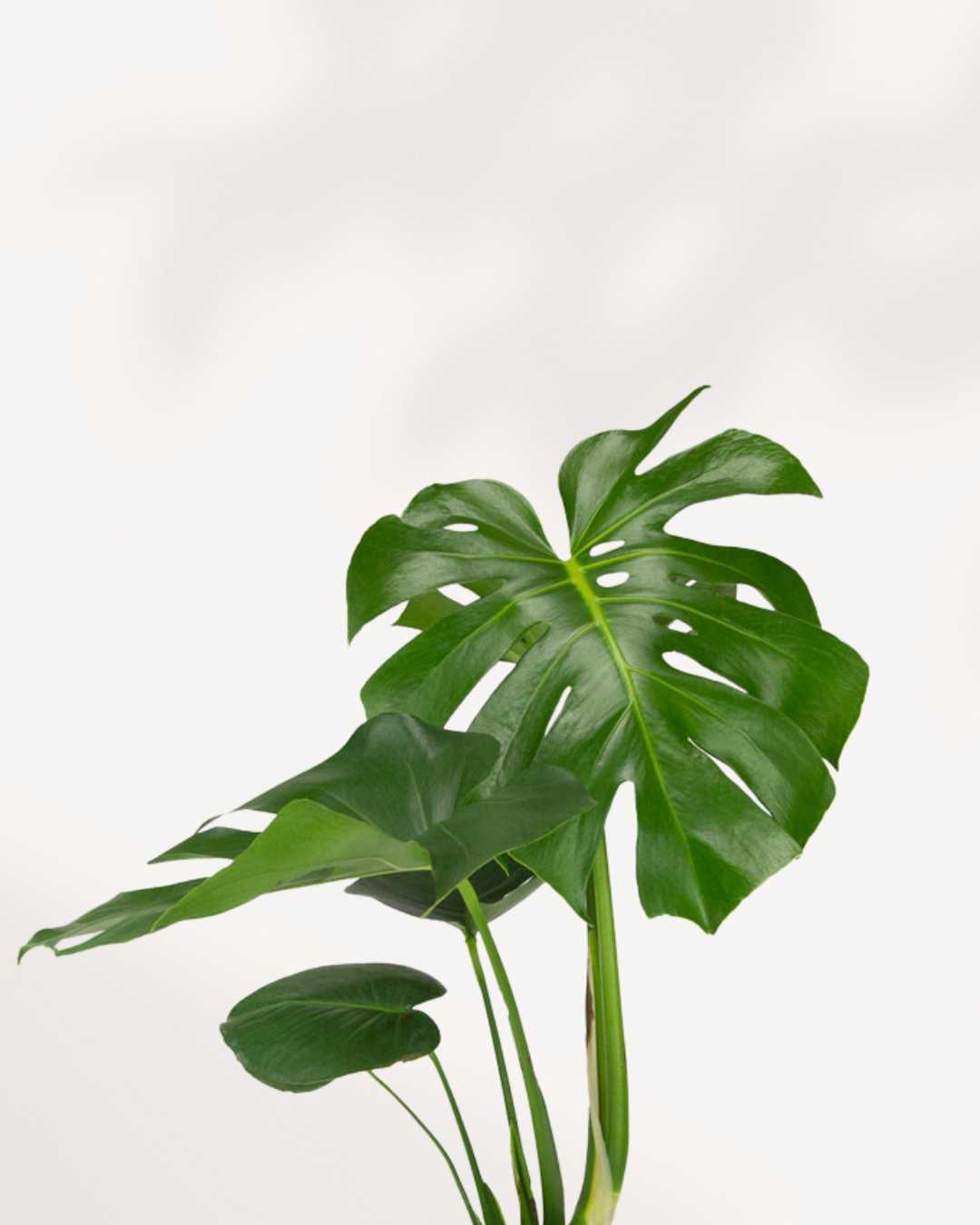 Monstera Deliciosa