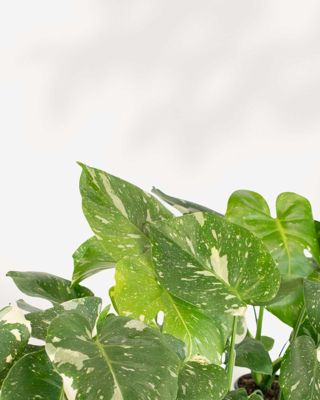 Monstera Deliciosa Thai Constellation